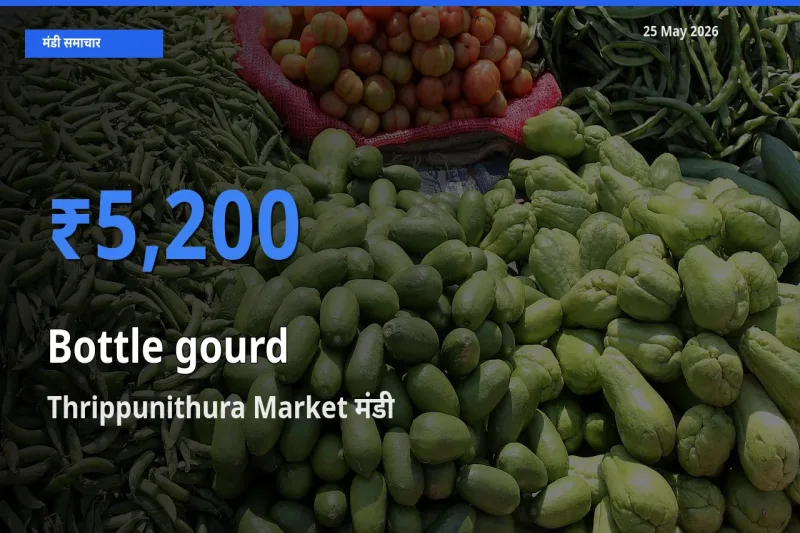 आज का मंडी भाव: लौकी के सबसे ज़्यादा दाम Thrippunithura Market में