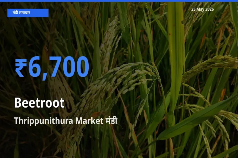 बाज़ार संकेत: Thrippunithura Market बना चुकंदर के लिए आज की टॉप मंडी
