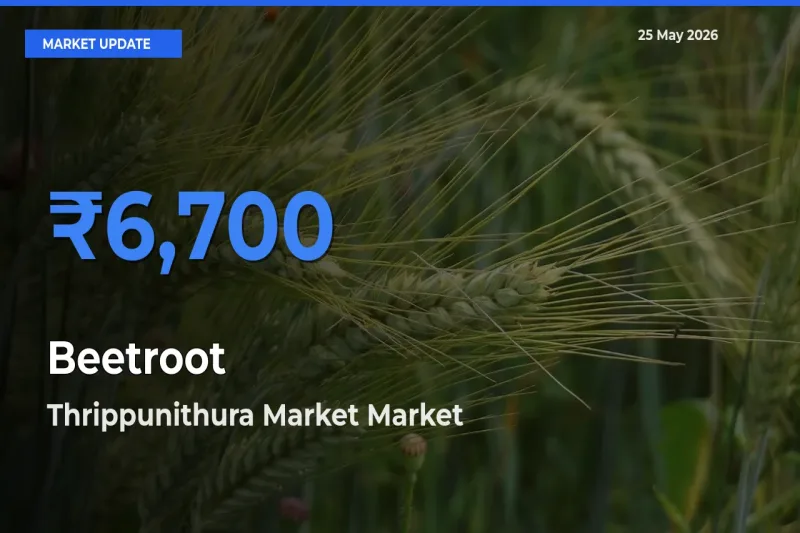 Farmers Prefer Thrippunithura Market as Beetroot Hits Highest Rate