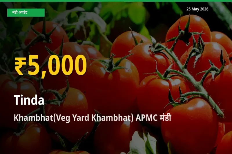 किसानों के लिए खुशखबरी! Khambhat(Veg Yard Khambhat) APMC में टिंडा के दाम रिकॉर्ड स्तर पर