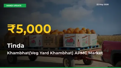 Farmers Benefit as Tinda Rate Touches New High in Khambhat(Veg Yard Khambhat) APMC