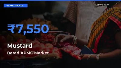 Barad APMC Emerges as Top Mandi for Mustard Prices Today