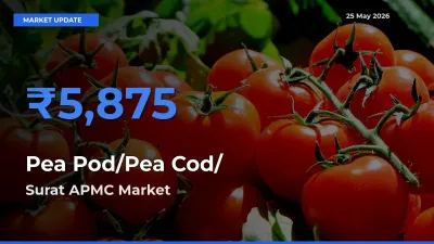 Surat APMC Leads as Top Mandi for Pea Pod/Pea Cod/हरी मटर Prices