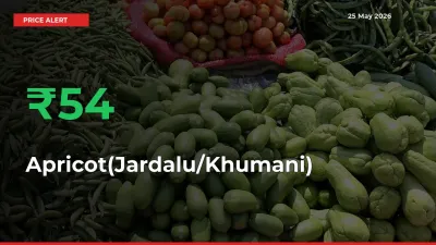 54.17% Spike in Apricot(Jardalu/Khumani) Prices – Mandi Sees Sudden Rally