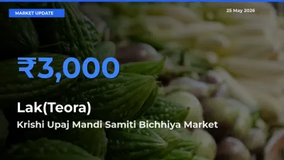 Krishi Upaj Mandi Samiti Bichhiya Emerges as Top Mandi for Lak(Teora) Prices Today