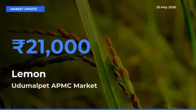 Udumalpet APMC Tops Lemon Mandi Rates Today