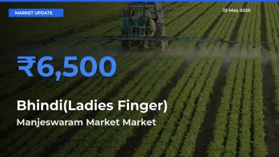 Manjeswaram Market Offers ₹6,500 – Highest Bhindi(Ladies Finger) Rate Today