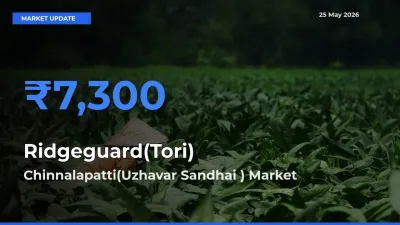 Chinnalapatti(Uzhavar Sandhai ) Tops Ridgeguard(Tori) Rates – May 25 Market Update