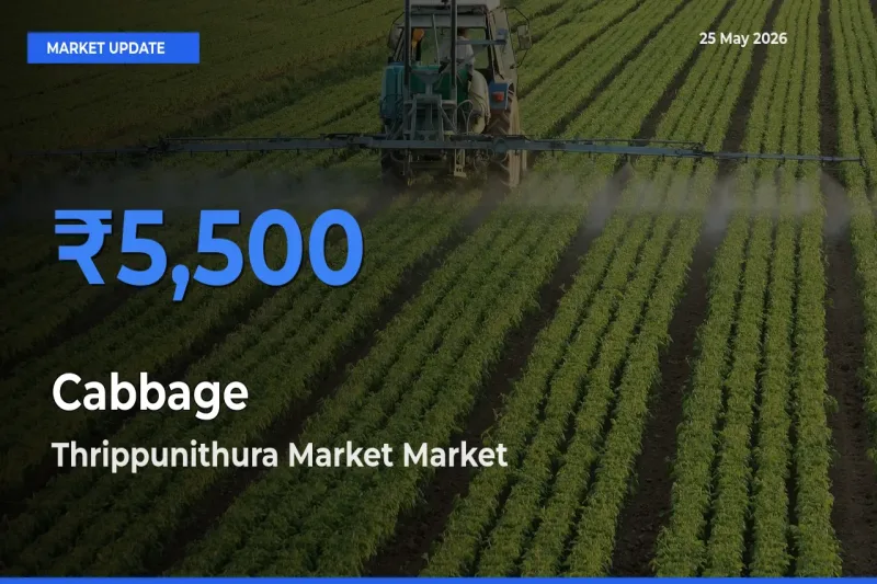 Thrippunithura Market Emerges as Top Mandi for Cabbage Prices Today