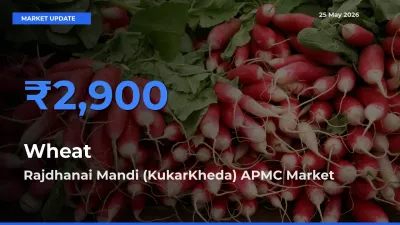 Rajdhanai Mandi (KukarKheda) APMC Tops Wheat Rates – May 25 Market Update