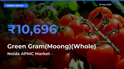 Noida APMC Emerges as Top Mandi for Green Gram(Moong)(Whole) Prices Today