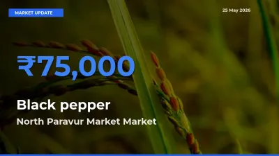 Farmers Prefer North Paravur Market as Black pepper Hits Highest Rate