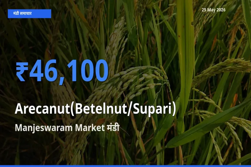 किसानों की पसंद बना Manjeswaram Market, सुपारी के सबसे अच्छे दाम