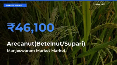 Manjeswaram Market Offers ₹46,100 – Highest Arecanut(Betelnut/Supari) Rate Today