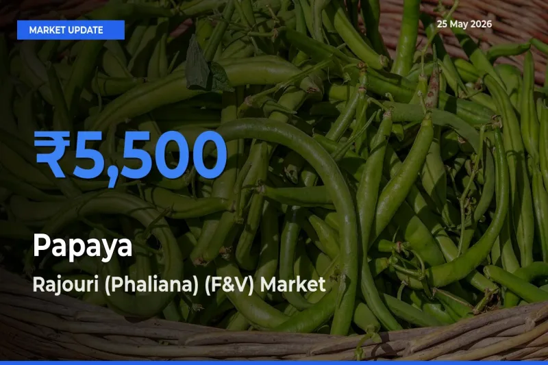 Rajouri (Phaliana) (F&V) Tops Papaya Mandi Rates Today