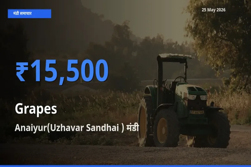 Anaiyur(Uzhavar Sandhai ) मंडी में आज अंगूर के सबसे ऊँचे दाम दर्ज
