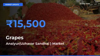 Top Performer! Anaiyur(Uzhavar Sandhai ) Offers Best Grapes Price Today