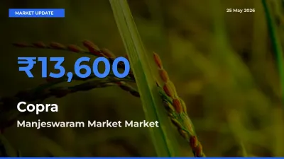 Top Performer! Manjeswaram Market Offers Best Copra Price Today