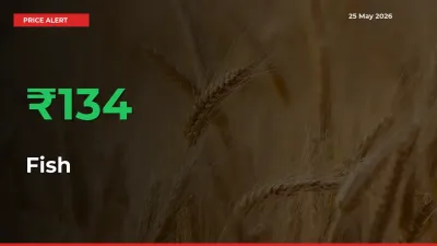 133.6% Spike in Fish Prices – Mandi Sees Sudden Rally