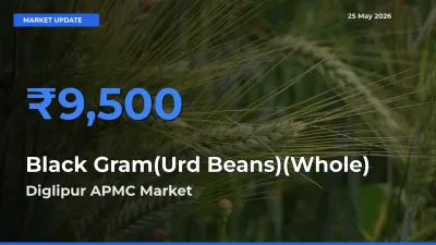 Diglipur APMC Tops Black Gram(Urd Beans)(Whole) Rates – May 25 Market Update