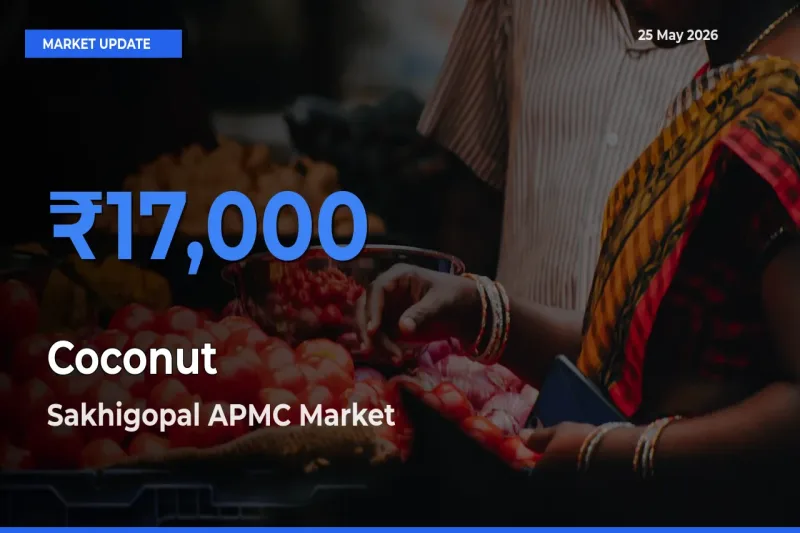 Sakhigopal APMC Emerges as Top Mandi for Coconut Prices Today