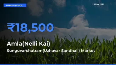 Sunguvarchatram(Uzhavar Sandhai ) Offers ₹18,500 – Highest Amla(Nelli Kai) Rate Today