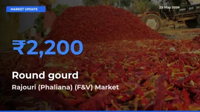 Round gourd Mandi Rate Today: Rajouri (Phaliana) (F&V) Tops the List