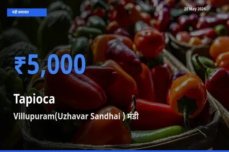 बाज़ार संकेत: Villupuram(Uzhavar Sandhai ) बना साबूदाना के लिए आज की टॉप मंडी