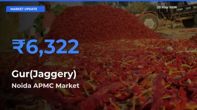 Market Watch: Noida APMC Becomes Top Mandi for Gur(Jaggery)