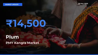 PMY Kangra Emerges as Top Mandi for Plum Prices Today