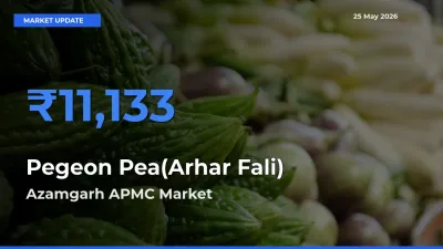 Market Watch: Azamgarh APMC Becomes Top Mandi for Pegeon Pea(Arhar Fali)