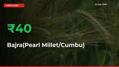 Why Bajra(Pearl Millet/Cumbu) Prices Rose 39.93% in a Day at Mandis