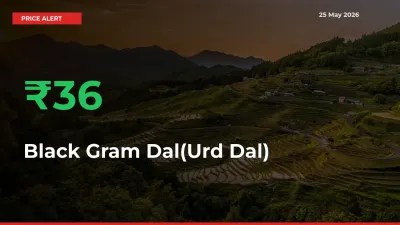 Black Gram Dal(Urd Dal) Mandi Rate Today: Prices Jump 36.07% at Market
