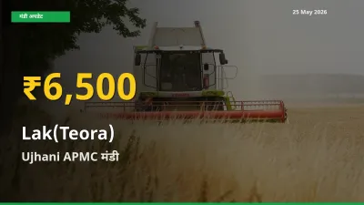 Ujhani APMC में लाक(टेओरा) ₹6,500 पर पहुँचा – अब तक का उच्चतम भाव