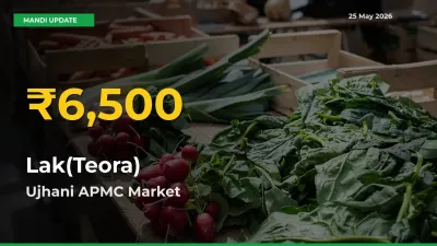 Lak(Teora) Price Rally Continues – Ujhani APMC Hits Fresh High Today