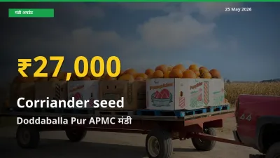 साबुत धनिया के भावों में जबरदस्त उछाल, Doddaballa Pur APMC में नया उच्च स्तर