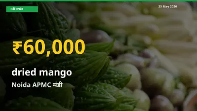 आज Noida APMC में सूखा आम के दाम रिकॉर्ड स्तर पर, ताज़ा मंडी भाव जानें