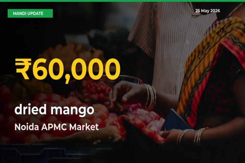 Noida APMC Leads as dried mango Hits Highest Rate – May 25 Update
