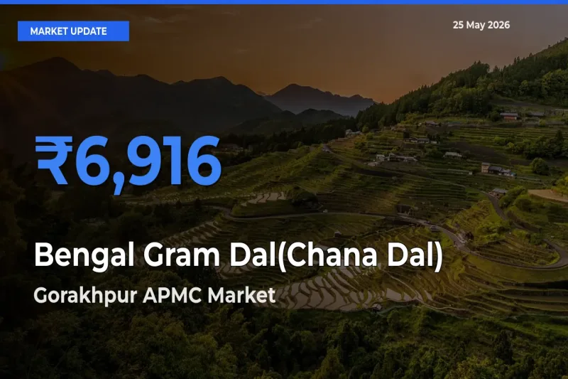 Gorakhpur APMC Emerges as Top Mandi for Bengal Gram Dal(Chana Dal) Prices Today