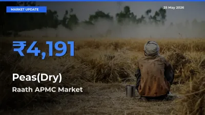 Raath APMC Emerges as Top Mandi for Peas(Dry) Prices Today