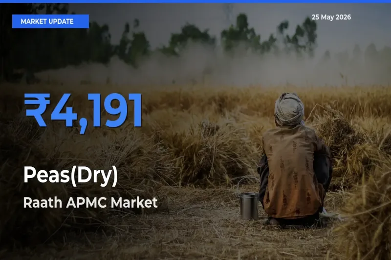 Raath APMC Emerges as Top Mandi for Peas(Dry) Prices Today