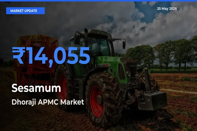 Market Watch: Dhoraji APMC Becomes Top Mandi for Sesamum