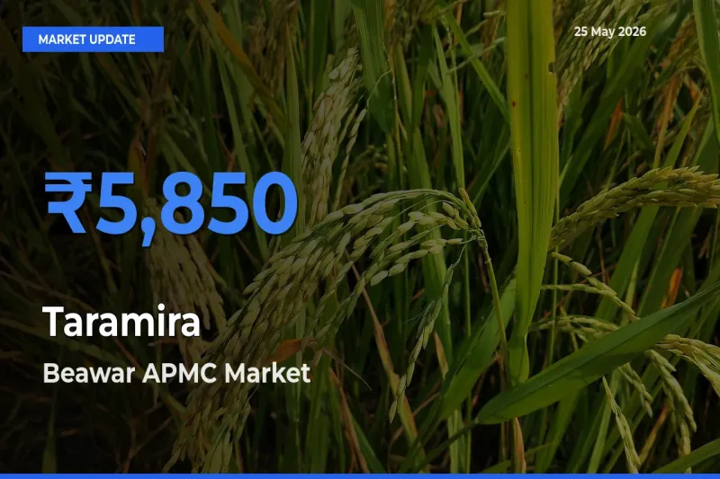 Beawar APMC Leads as Top Mandi for Taramira Prices
