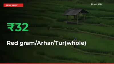 Red gram/Arhar/Tur(whole) Rises 32.44% at Mandis