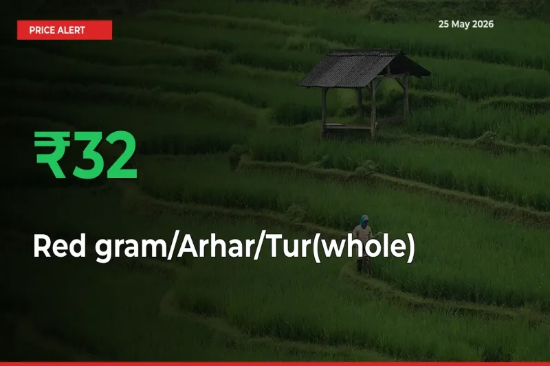 Red gram/Arhar/Tur(whole) Rises 32.44% at Mandis