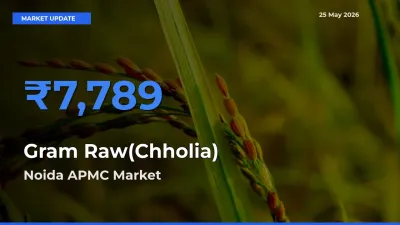 Noida APMC Records Highest ₹7,789 Rate for Gram Raw(Chholia)