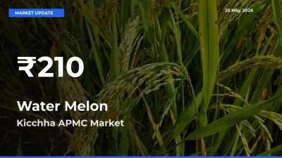 Water Melon Hits 30-Day Low in Kicchha APMC