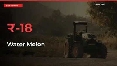 Water Melon Prices Drop 17.77% in 24 Hours at Major Mandis