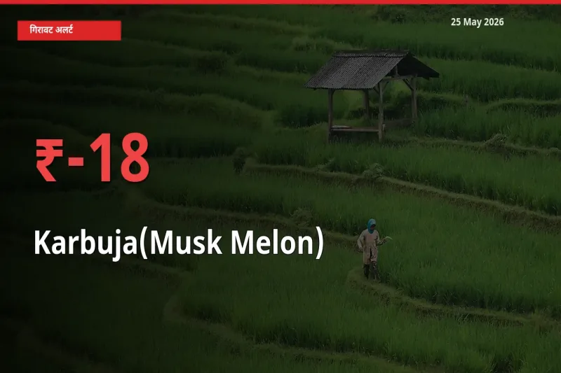 25 May अपडेट: खरबूजा के दाम मंडी में 17.71% गिरे