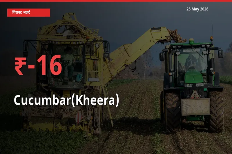 16.33% की गिरावट! मंडी में खीरा के दाम अचानक टूटे